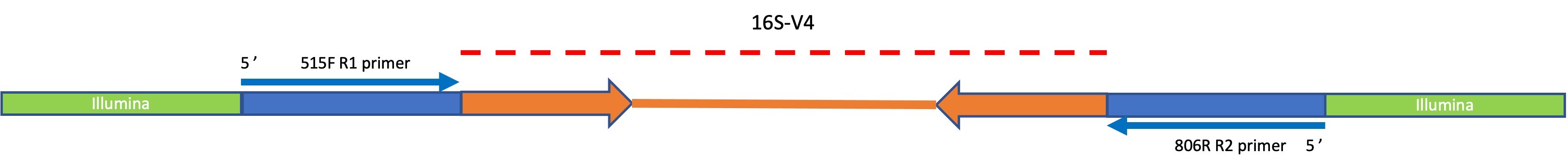 Final 16S-V4 library layout 