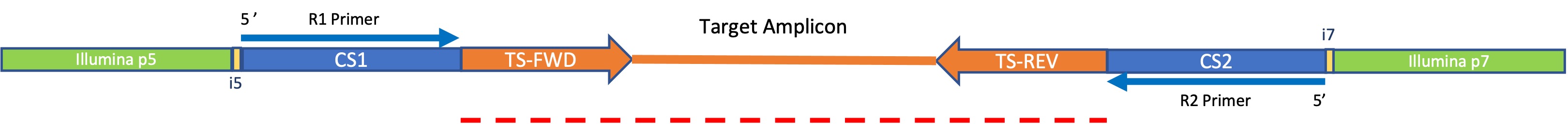 Final amplicon library layout