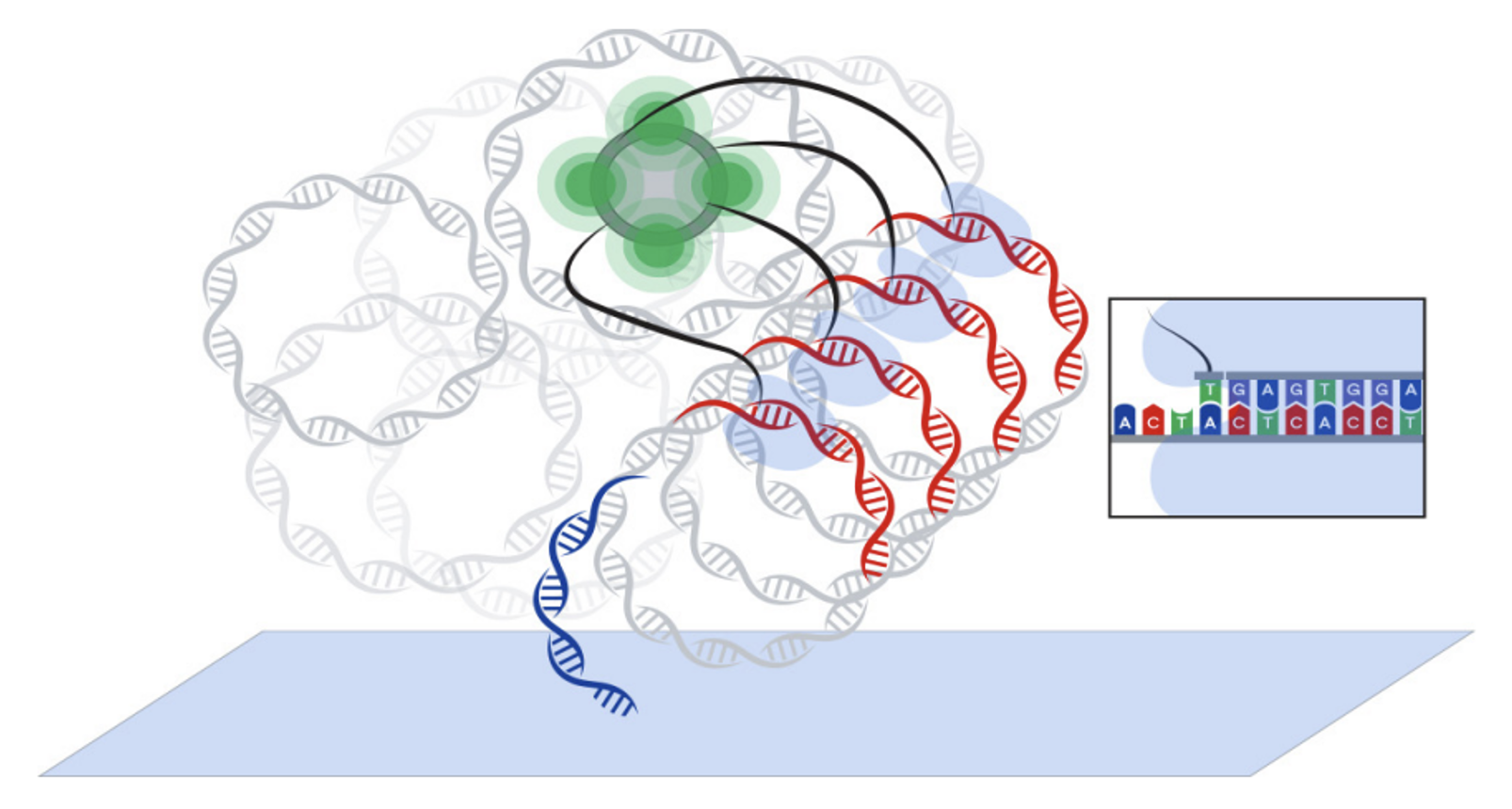 Avidite binding graphic