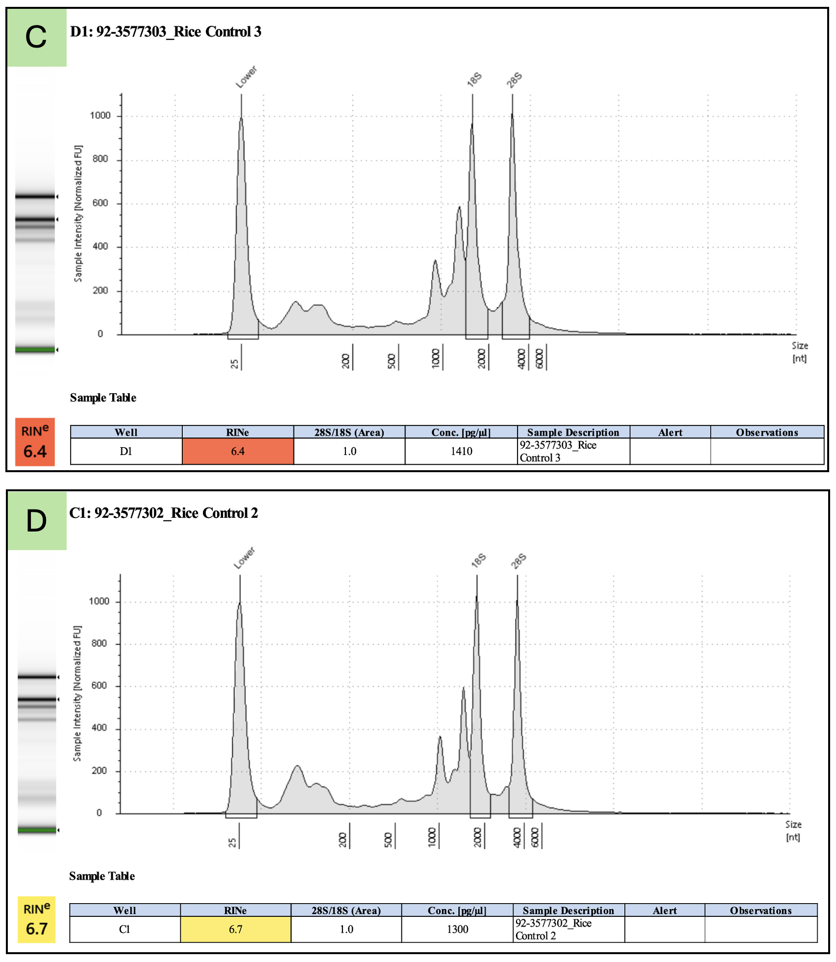 Examples of high-quality tomato leaf total RNA.