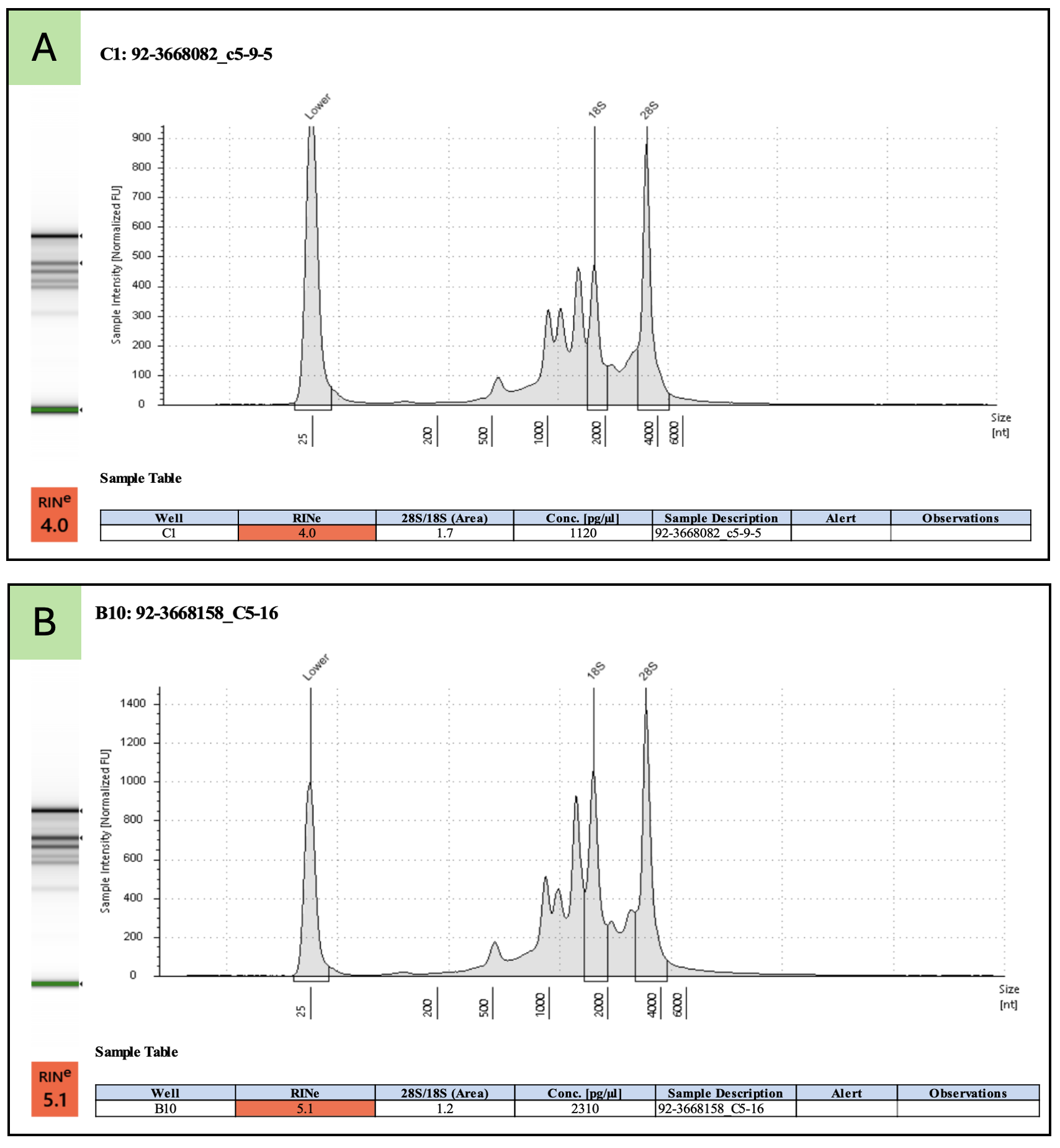 Examples of high-quality tomato leaf total RNA.