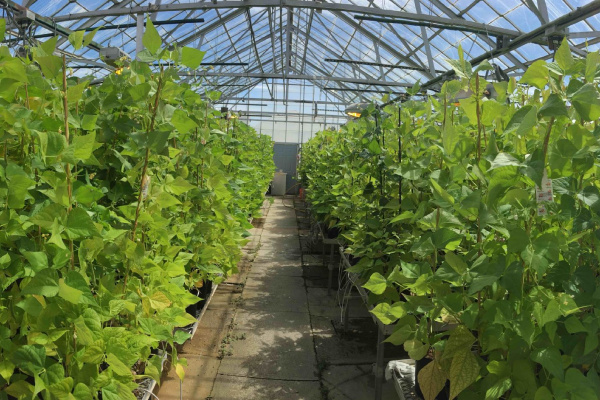 interior green house with large green leafy plants