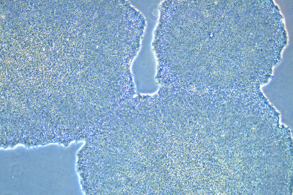 microscopic image of stem cell