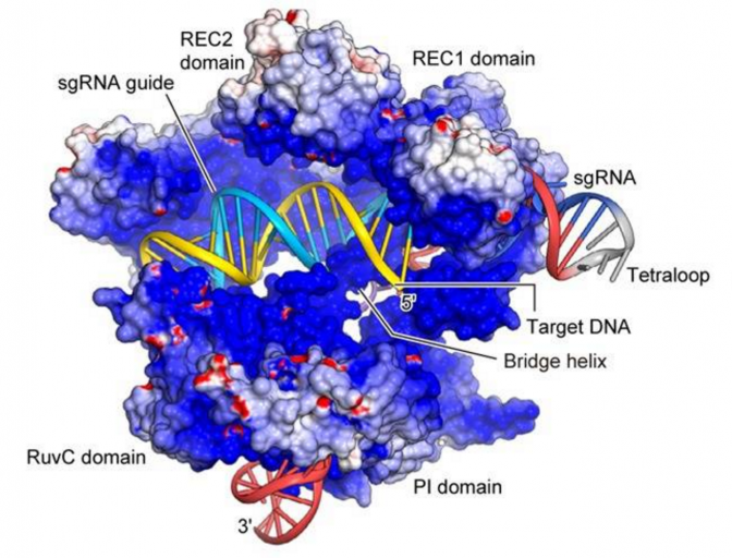 Artists rendering of CRISPR Cas9 technology with RNA guide and DNA depicted